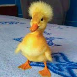 zducki_