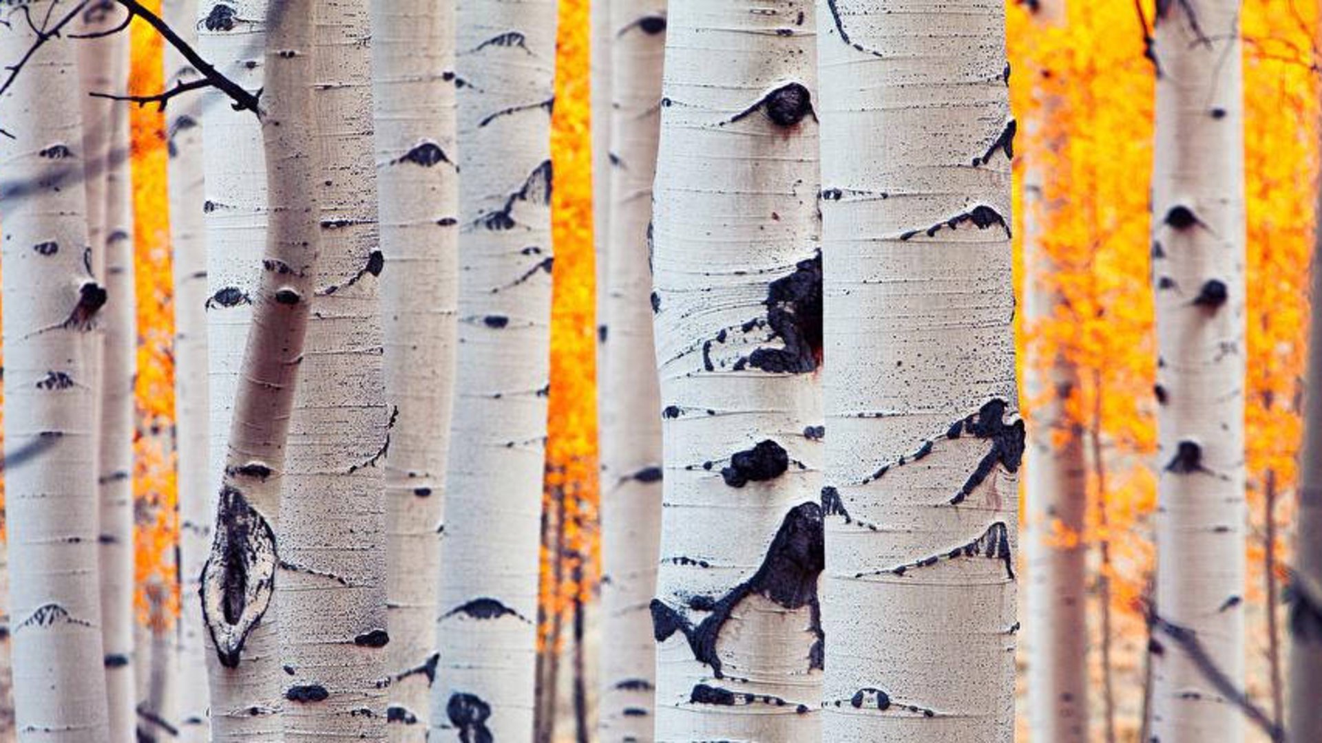 XQuakingAspenX Offline Background