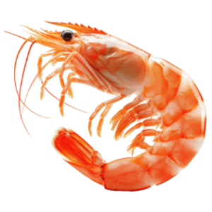 JumboShrimpShell