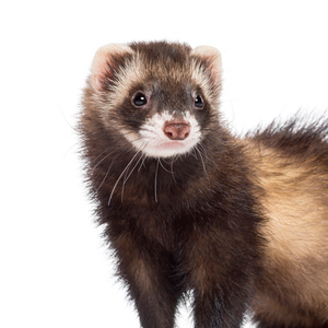 ferret9