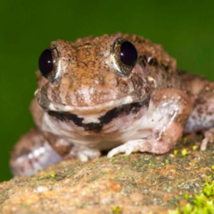 Burrowing_frog