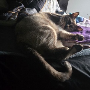 Huscat1
