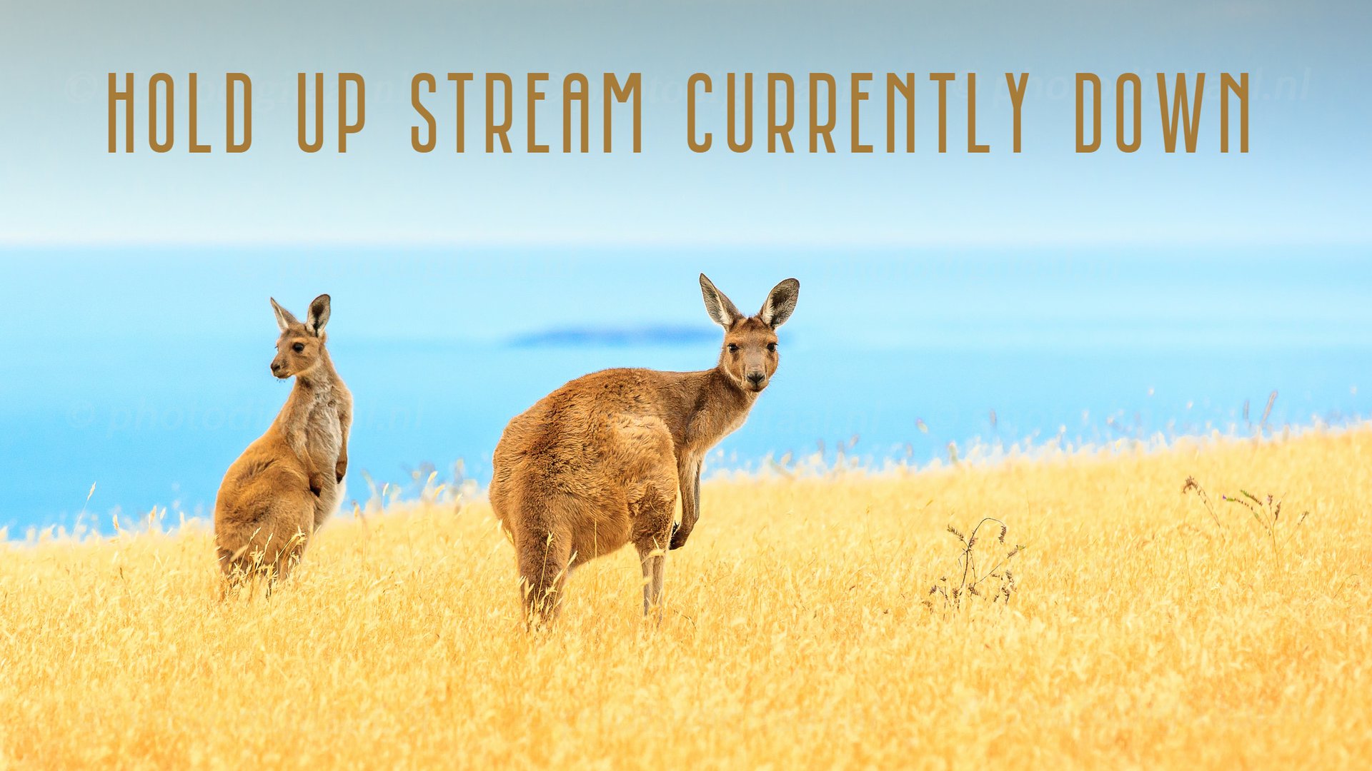 PKstaycozy Offline Background