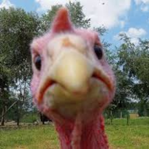 AFreakinTurkey