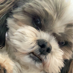 ynmonty
