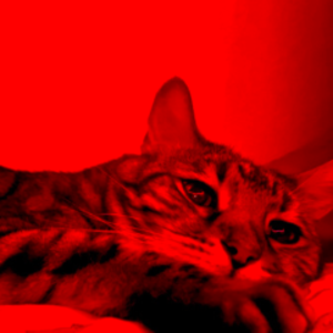 Kalvish