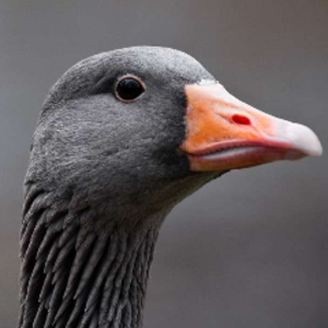 MisterGooseL