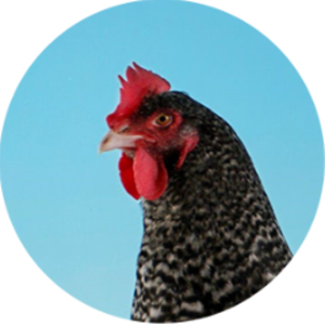 Just_Chicks