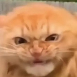 toxi53