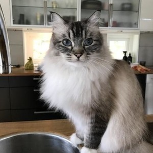 katze789