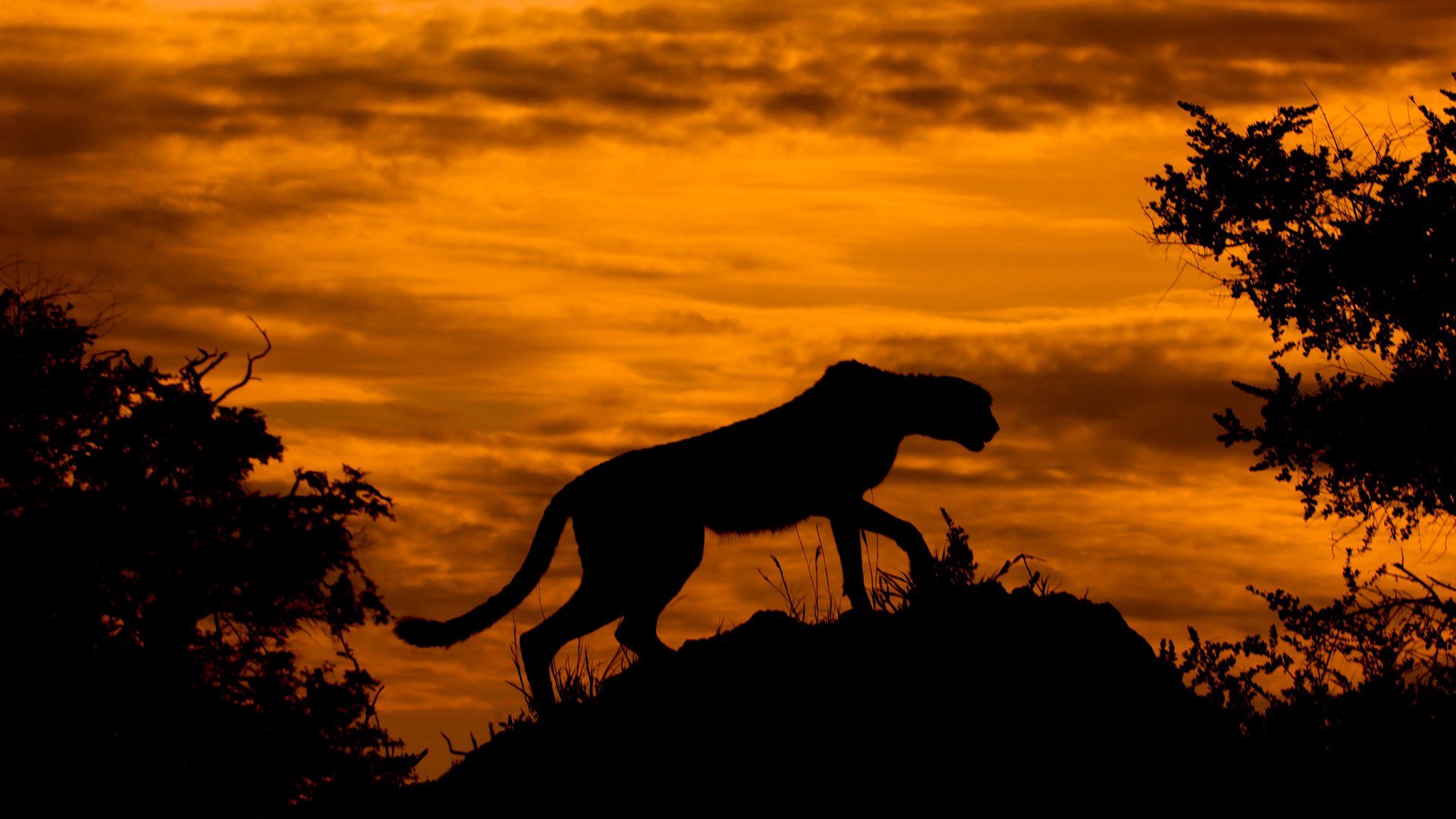 CHEETAH_LiveZ Offline Background
