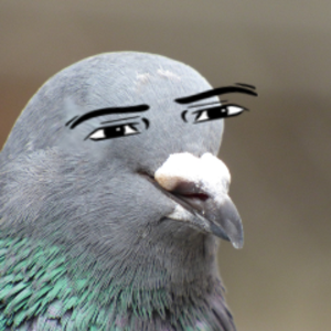 sebaholub