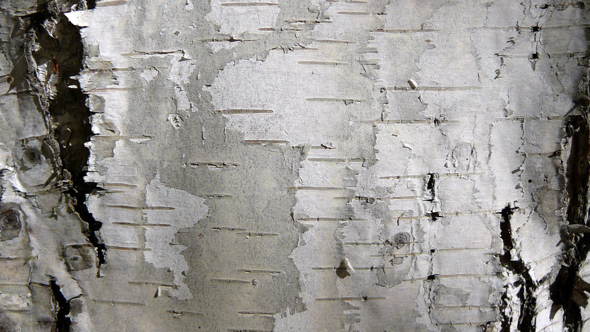 Birchography Offline Background