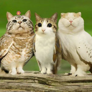 MeowsyTheMeowl