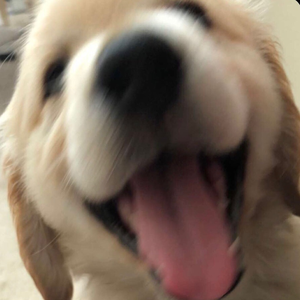 dog2lol