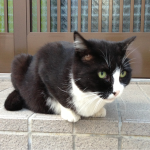 やすちゃ