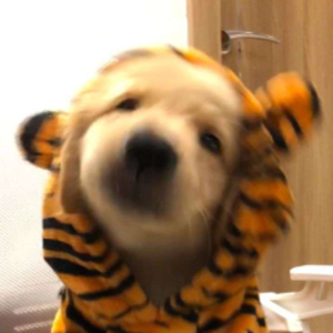 HootsLiam