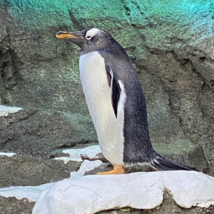 ThatEpicPenguin