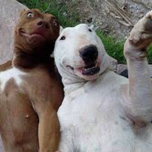 xpfirulais