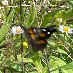 miaamori