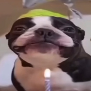 nuggieboiyippe