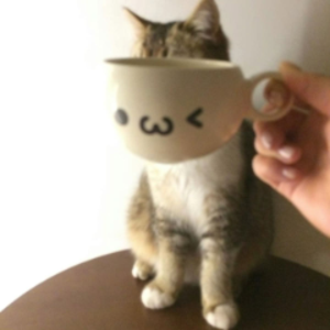jkceno