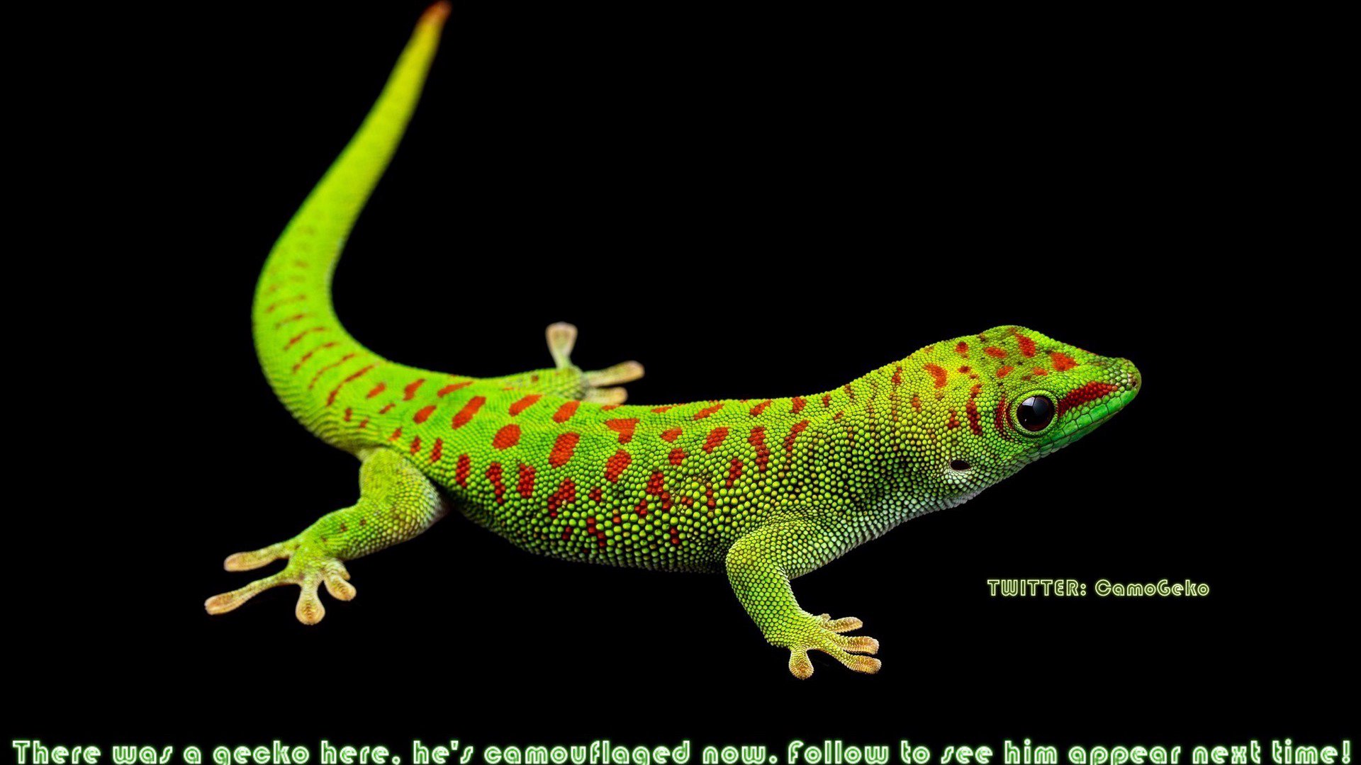 CamoGeko Offline Background