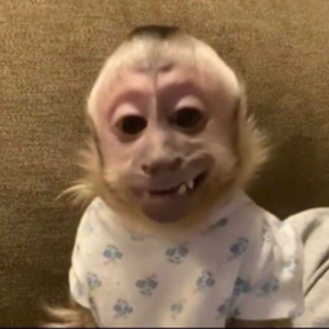 querubinzz