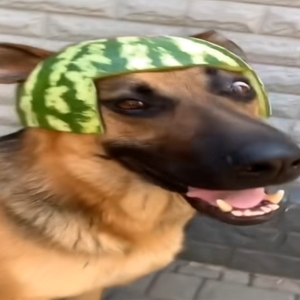 NCR_o