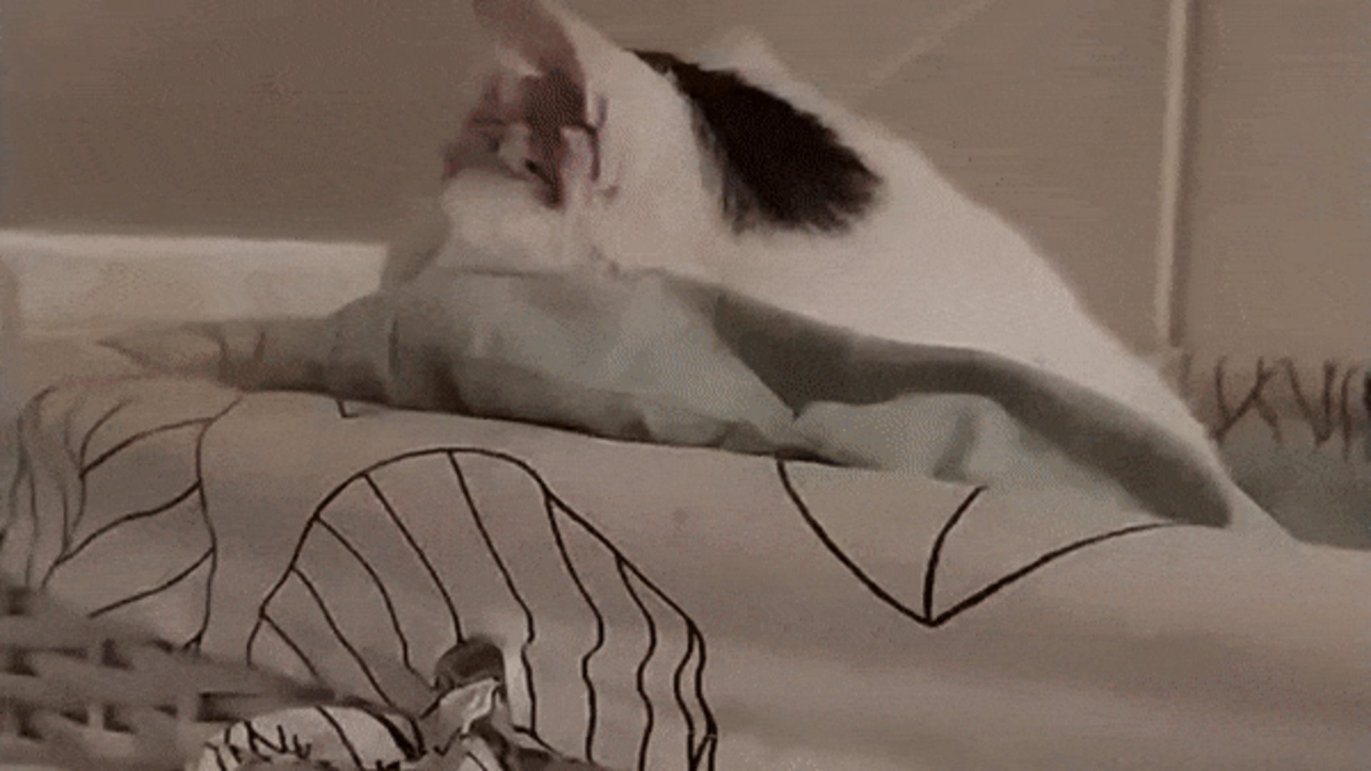 stubby_tabby Offline Background