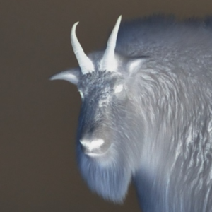 ChaosGoat_92