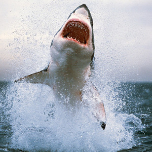 ClarkTheShark35