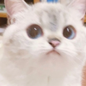 安石