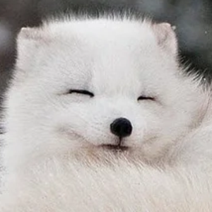 TWHITEFOXT