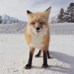 SnakeFox07