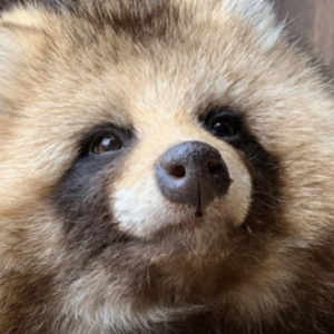 tanukiimr