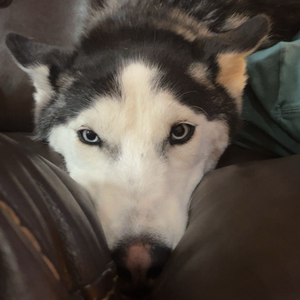 muckingmccutie
