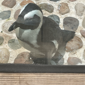 penguiness63