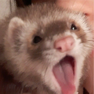 MaviShinyuu