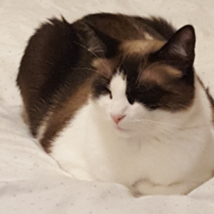 jundcats