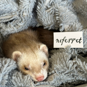 neferret
