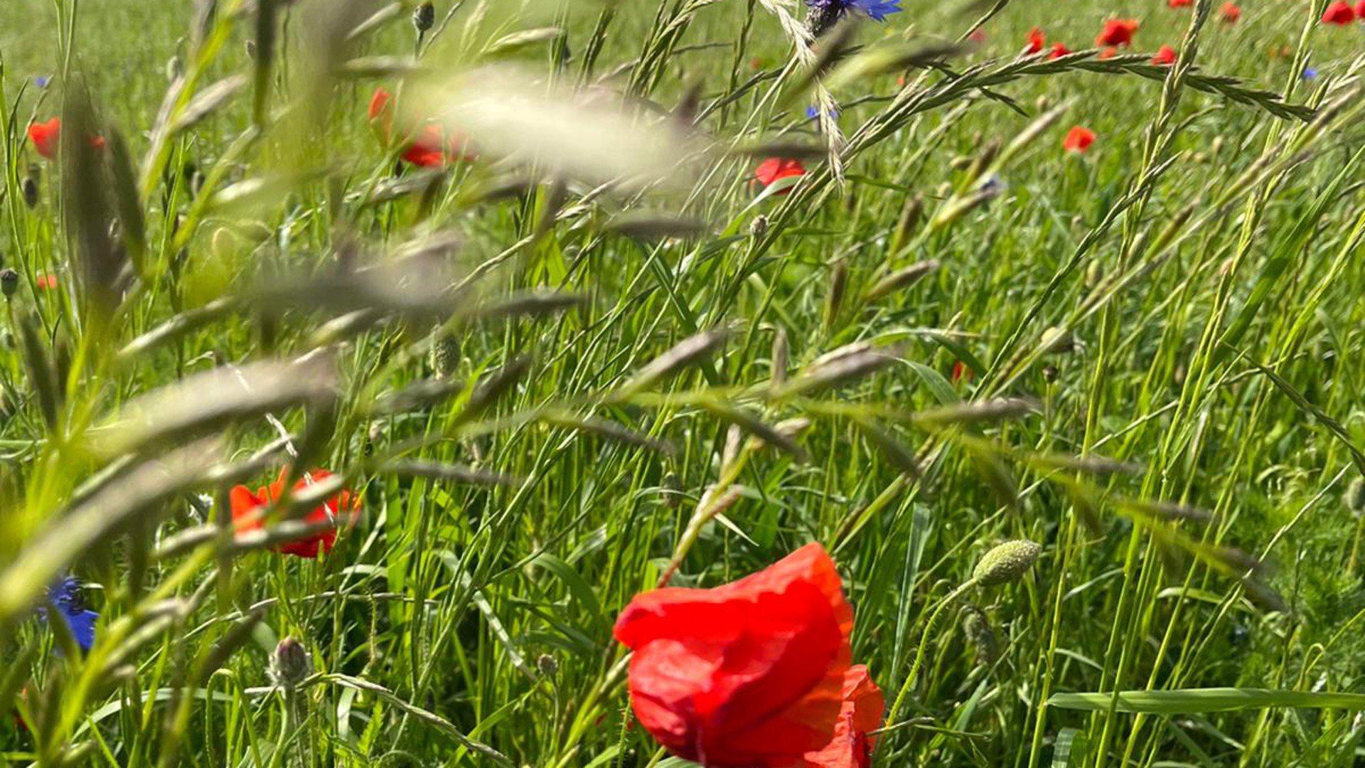 Rabenmuddi Offline Background