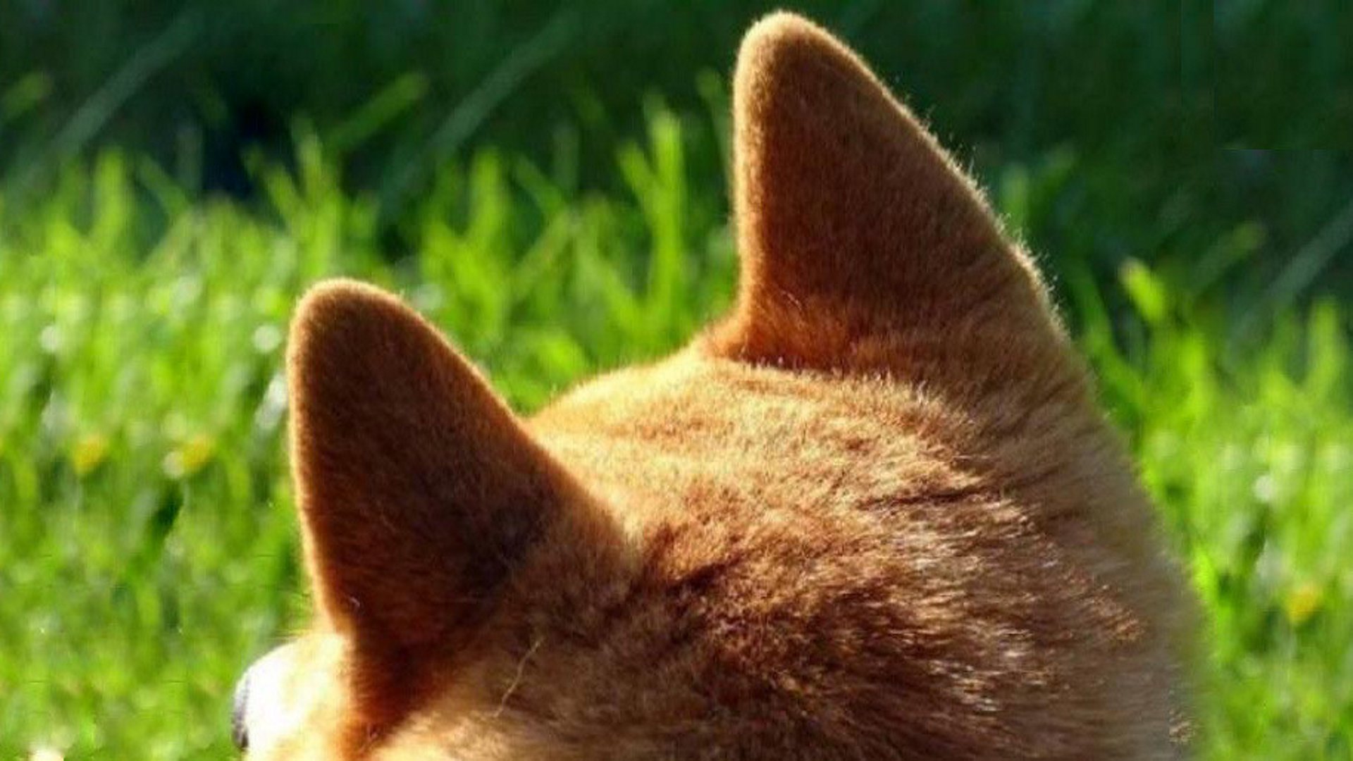 Proto Offline Background