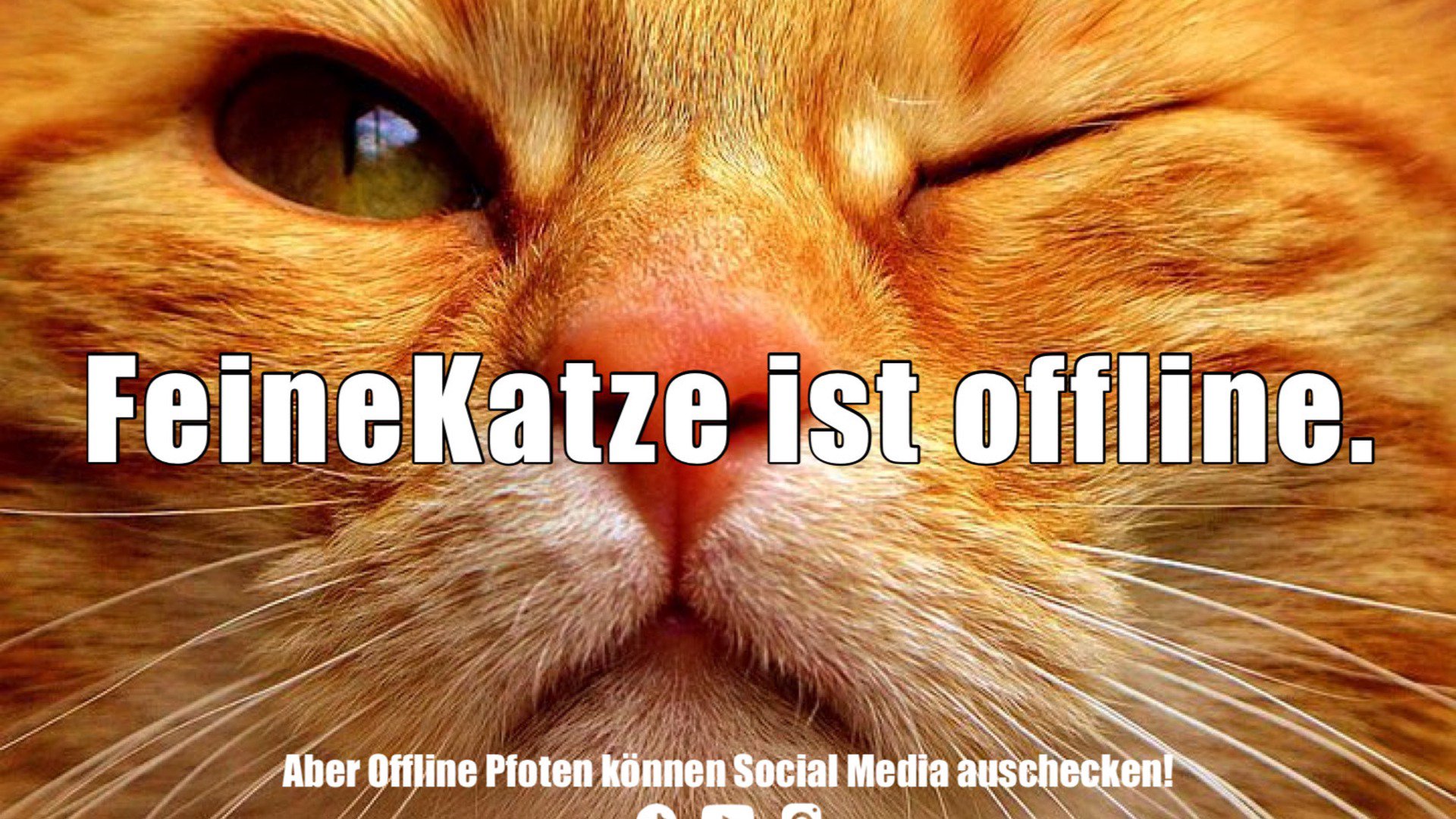 FeineKatze Offline Background