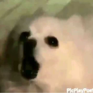 elitedogtv