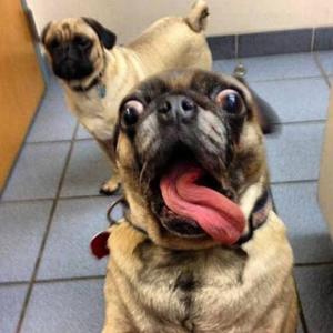 CrazyyDog