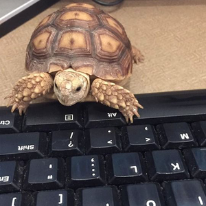 TheDocTurtle
