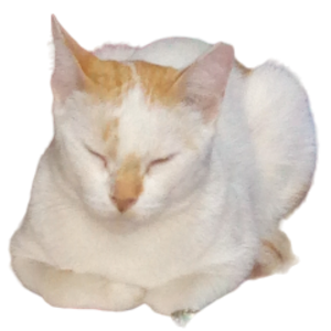 CatSurviv0r