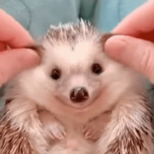 pjorkcupine