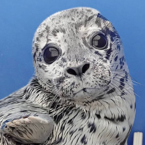 MarineMammalRescue